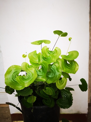 江西省中国科学院庐山植物园荷叶铁线蕨2.jpg 江西省中国科学院庐山植物园荷叶铁线蕨2.jpg