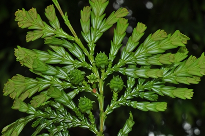 上海辰山植物园福建柏3.jpg 上海辰山植物园福建柏3.jpg