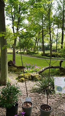 珙桐1.jpg 珙桐1.jpg