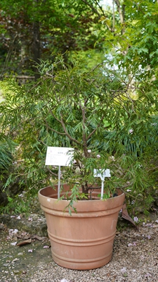 福建柏1.jpg 福建柏1.jpg