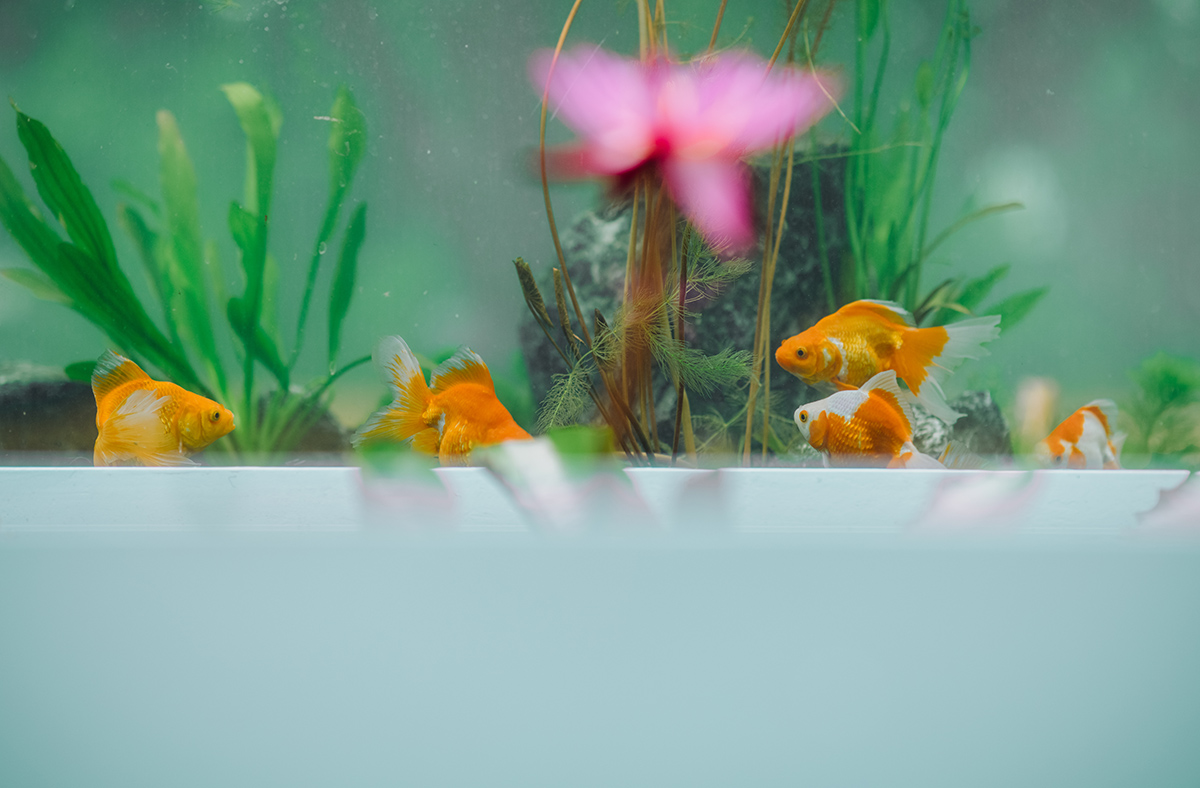 花影鱼跃 (2).jpg 花影鱼跃 (2).jpg