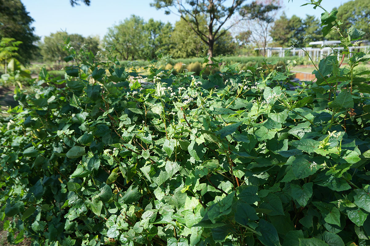 金荞麦 (2).jpg 金荞麦 (2).jpg