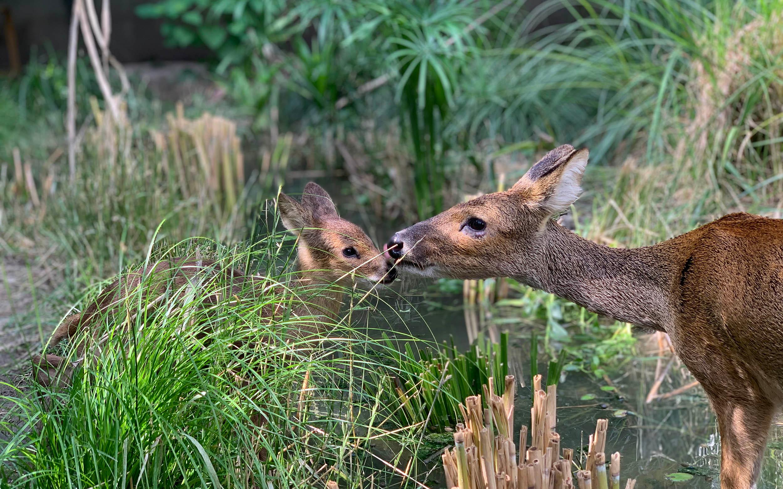 ��ֳ���01 (2).jpg