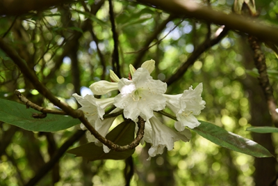 江西省中国科学院庐山植物园小溪洞杜鹃1.jpg 江西省中国科学院庐山植物园小溪洞杜鹃1.jpg