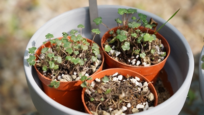 岩生蒲儿根.jpg 岩生蒲儿根.jpg