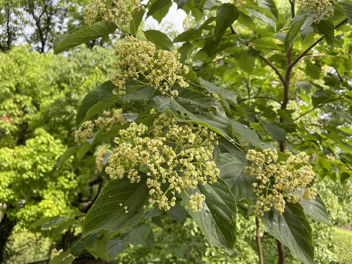 辰山植物园歪七扭八的拐枣枳椇花满树