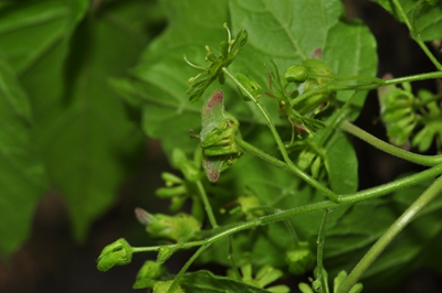 上海辰山植物园羊角槭8.jpg 上海辰山植物园羊角槭8.jpg