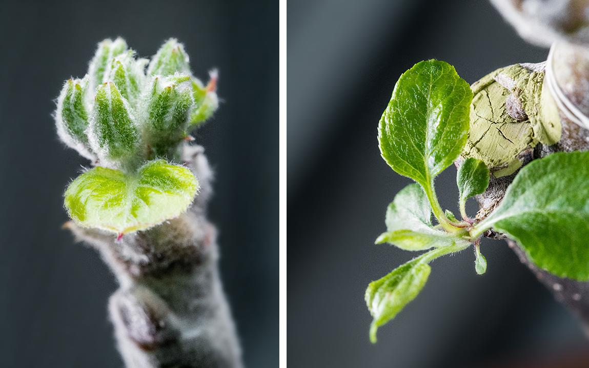 在辰山植物园以芽接方式嫁接成活的牛顿苹果树 3.jpg 在辰山植物园以芽接方式嫁接成活的牛顿苹果树 3.jpg