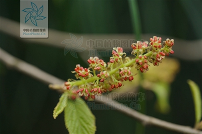 牛年到,生肖"牛植物"也来送祝福