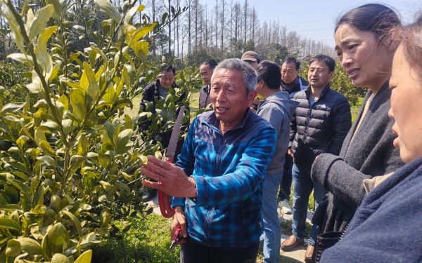 上海地区柑桔春季生产管理培训班在崇明举办2.jpg 上海地区柑桔春季生产管理培训班在崇明举办2.jpg