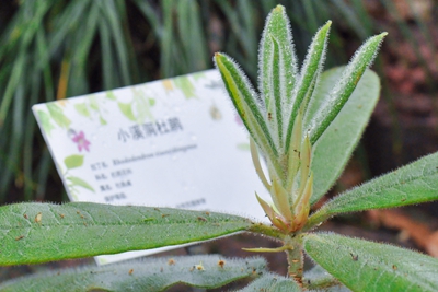 小溪洞杜鹃1.jpg 小溪洞杜鹃1.jpg