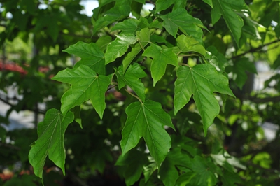 上海辰山植物园羊角槭2.jpg 上海辰山植物园羊角槭2.jpg