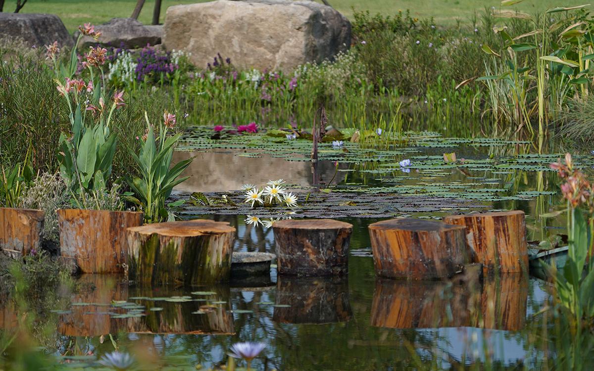 睡莲 小溪 7.jpg 睡莲 小溪 7.jpg