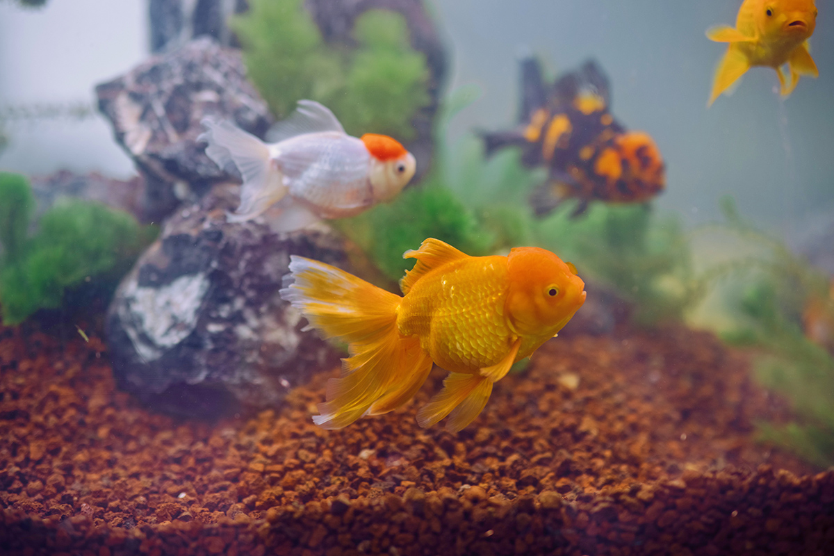 7、狮头金鱼.jpg 7、狮头金鱼.jpg