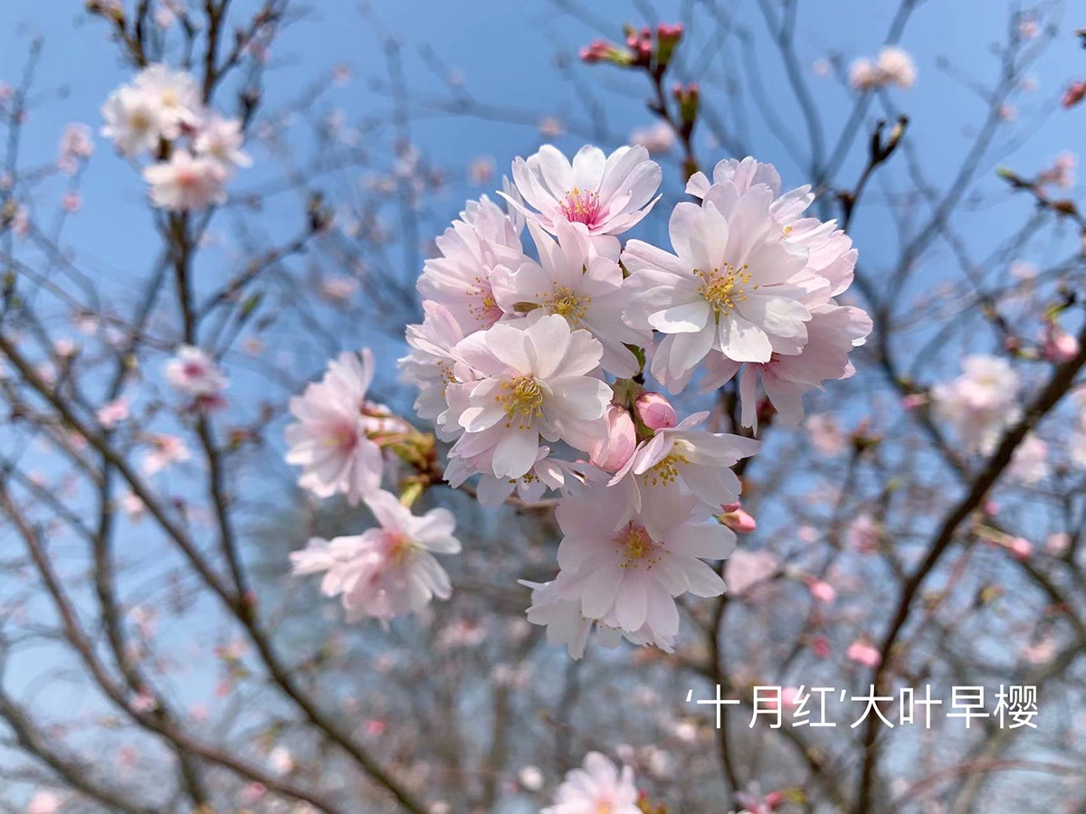 其实同期的樱花园内还有几十种早樱,中樱各安其美,舒展着最优雅的身姿