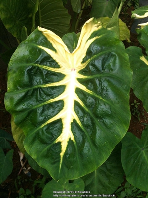 5-4Colocasia esculenta 