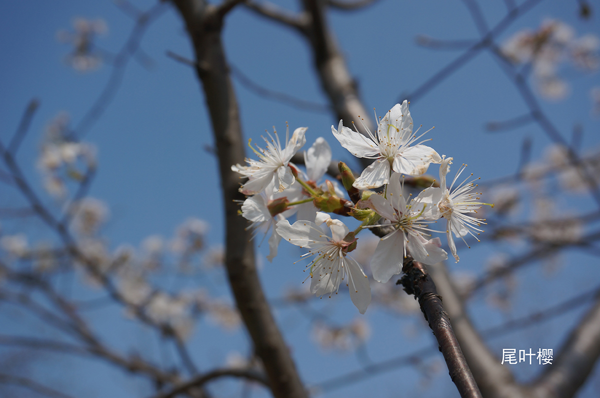 尾叶樱(cerasus dielsiana).jpg