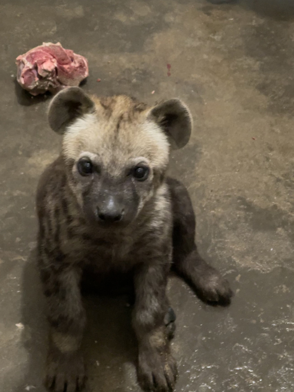 大眼小公举上海动物园新生小斑鬣狗健康成长