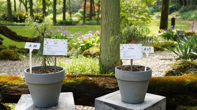 银杉1.jpg 银杉1.jpg