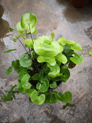 江西省中国科学院庐山植物园荷叶铁线蕨3.jpg 江西省中国科学院庐山植物园荷叶铁线蕨3.jpg