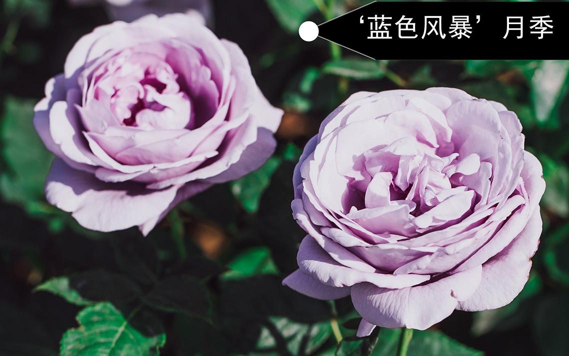 蓝色风暴.jpg 蓝色风暴.jpg
