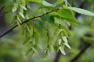 舟山市林业科学研究院普陀鹅耳枥1.jpg 舟山市林业科学研究院普陀鹅耳枥1.jpg