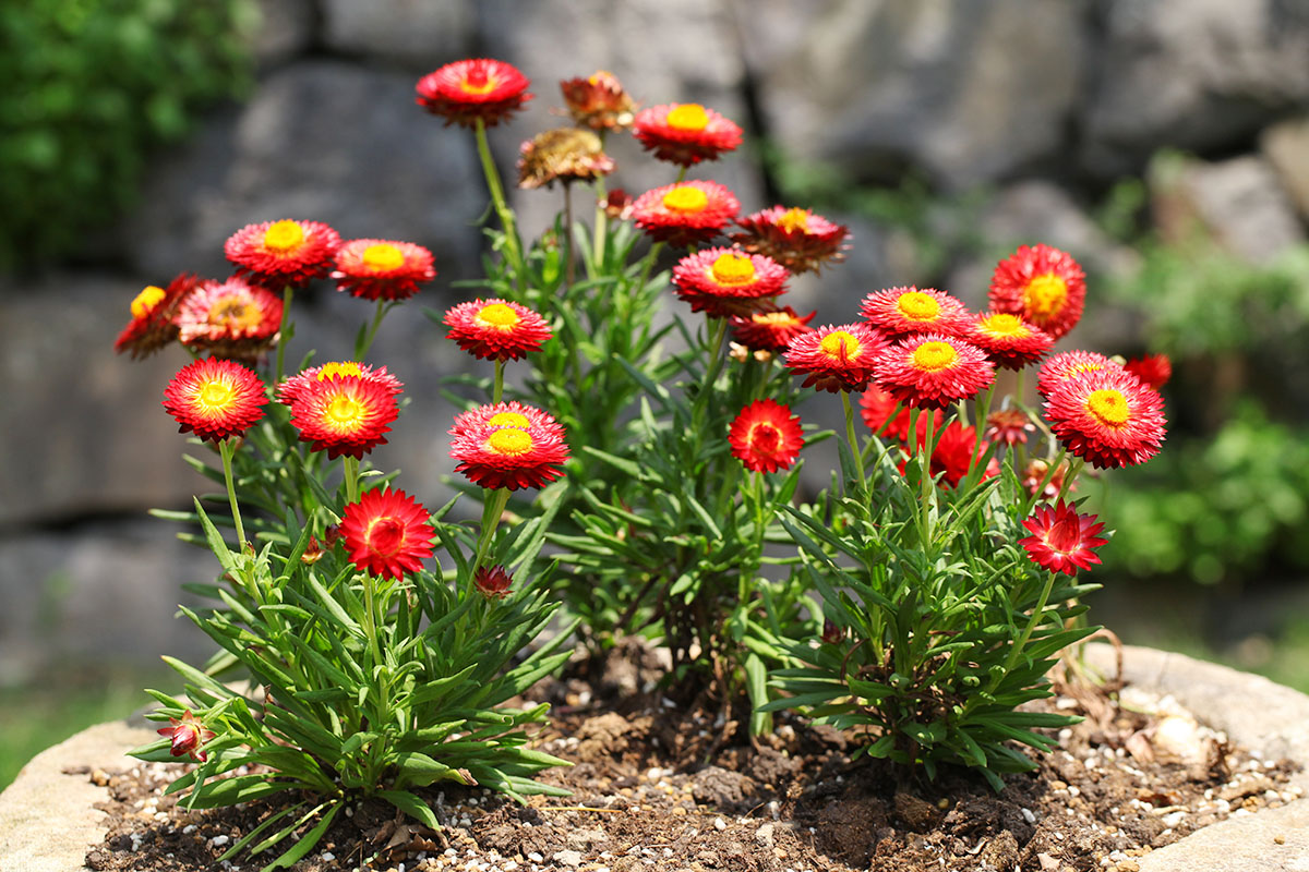 蜡菊:鲜艳的"干花"矗立在枝头