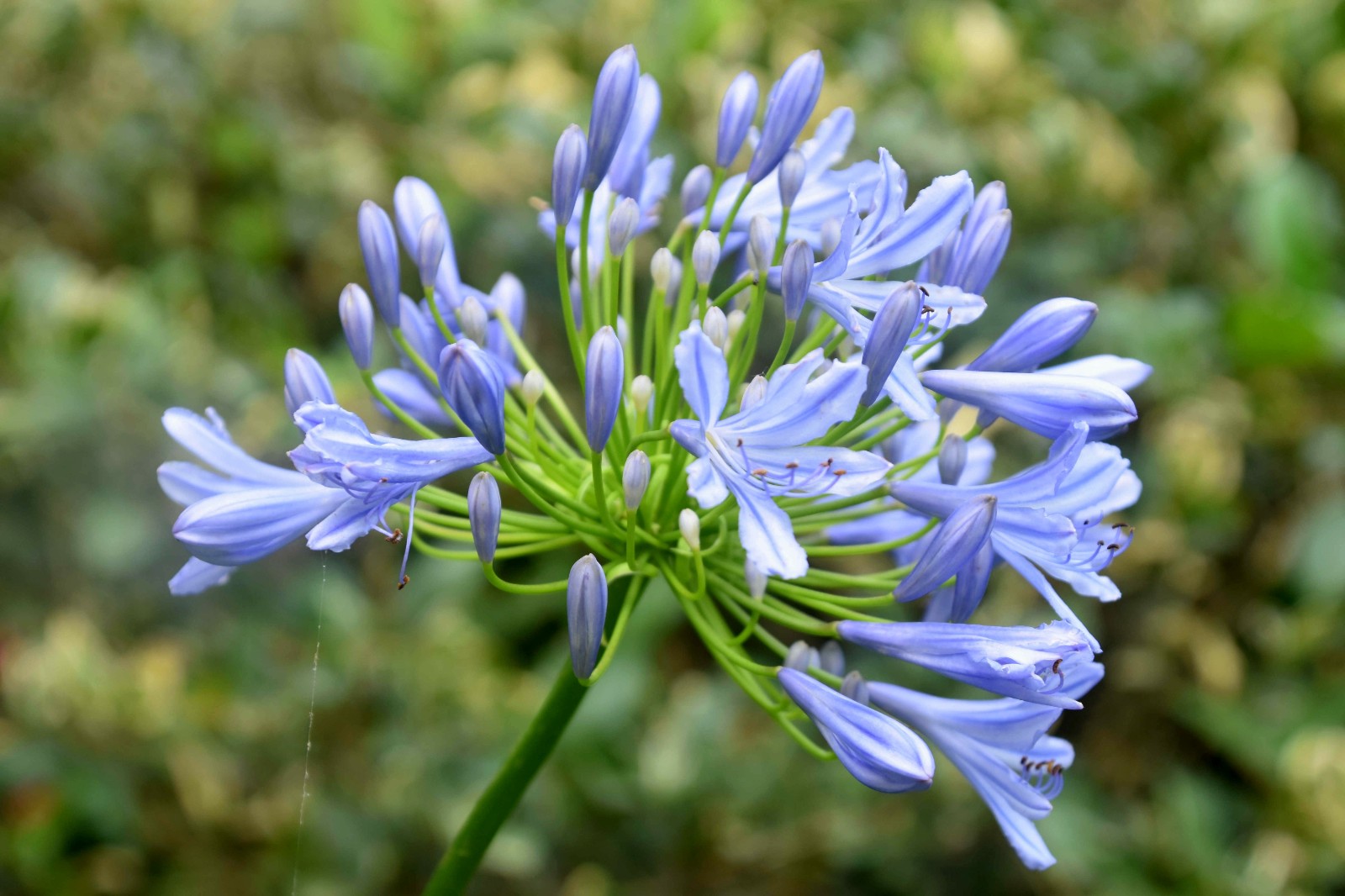 共青森林公园百子莲清新初放