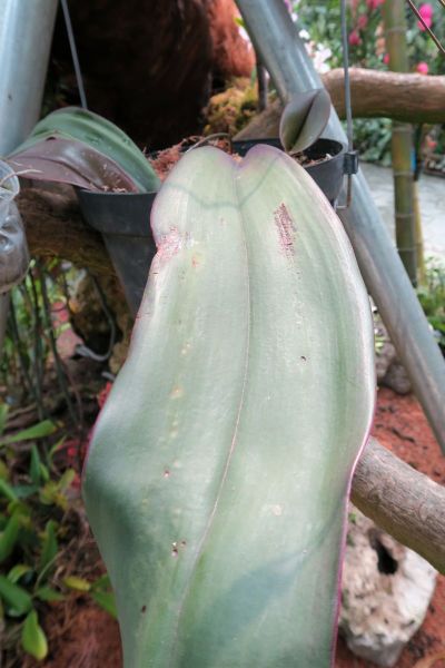 2红芽领带兰 (5).jpg 2红芽领带兰 (5).jpg