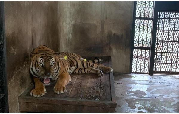 积极推进动物健康管理上海动物园华南虎完成体检