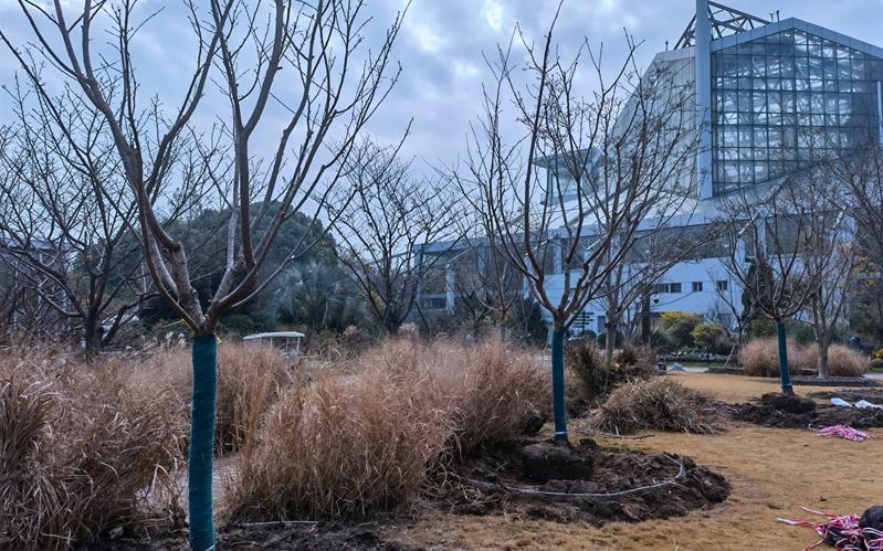 温室大草坪补植新樱花 (1).jpg