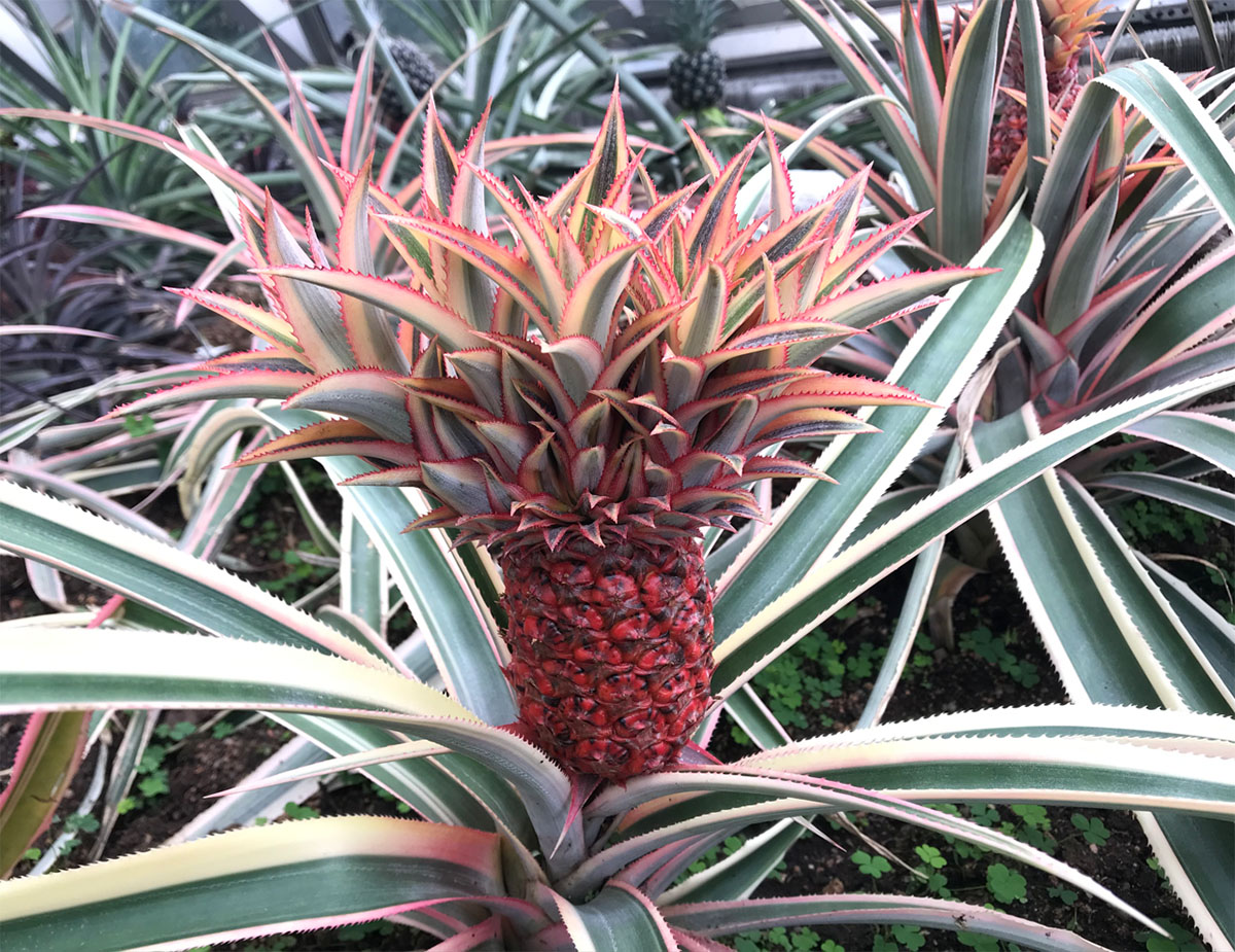 辰山植物园凤梨超长待机你来花还在