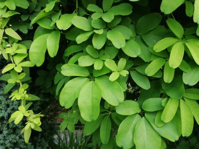 （5）木通 (叶).jpg