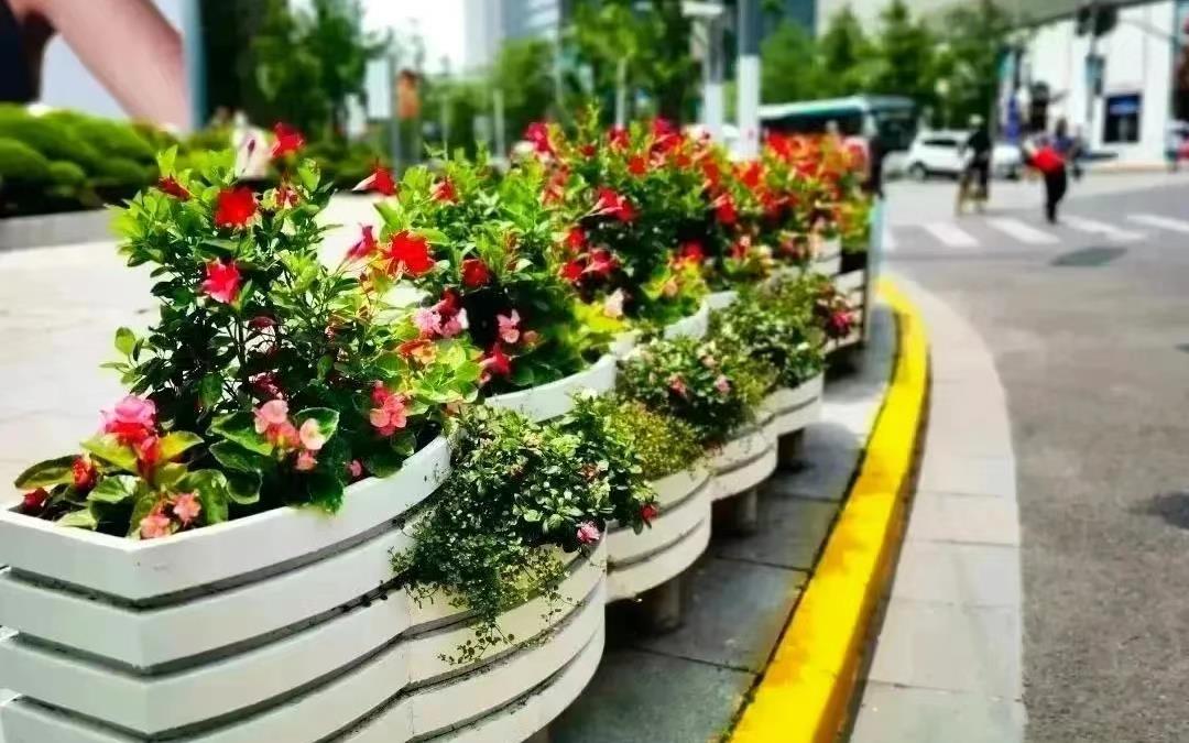 4 南京西路飘香藤示范应用.jpg