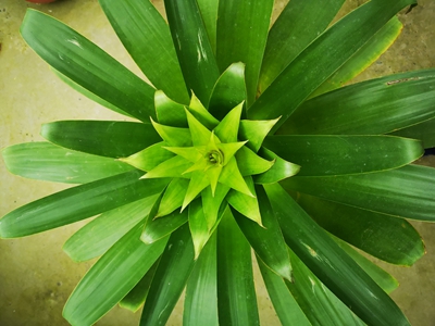 6即将开花的帝王凤梨.jpg