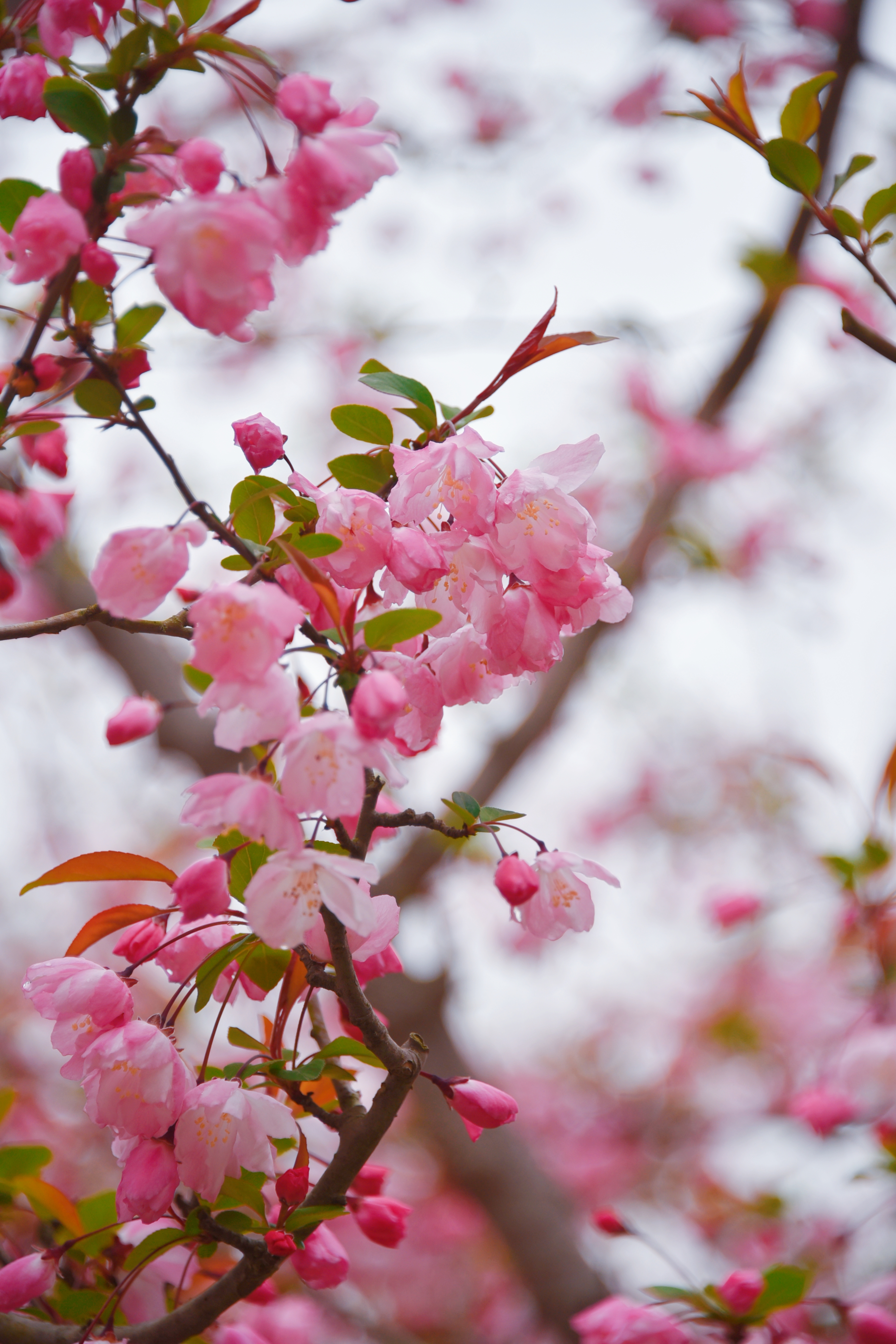 DSC_2381_副本.jpg