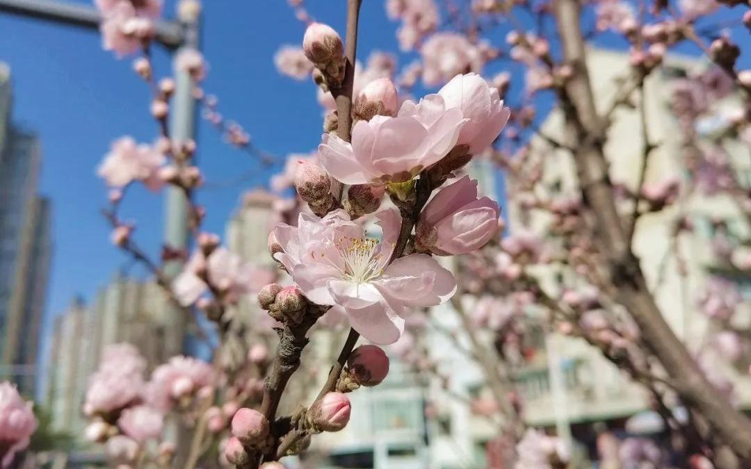 虹口赏花地图②:帚桃_要闻动态_上海市绿化和市容管理局