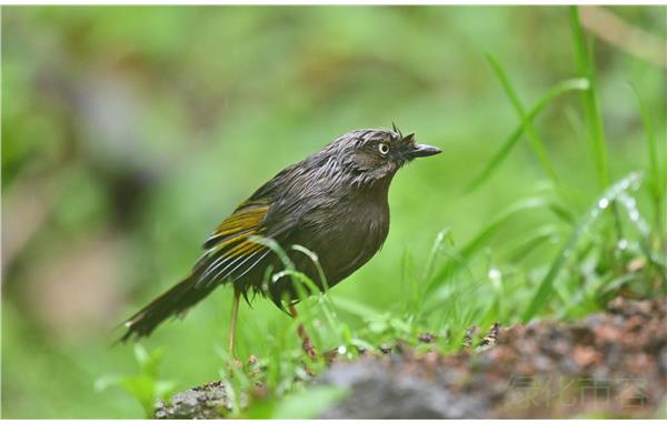 上海飞羽队在第3届“神农架国家公园杯”观鸟赛中荣获二等奖4.jpg 上海飞羽队在第3届“神农架国家公园杯”观鸟赛中荣获二等奖4.jpg