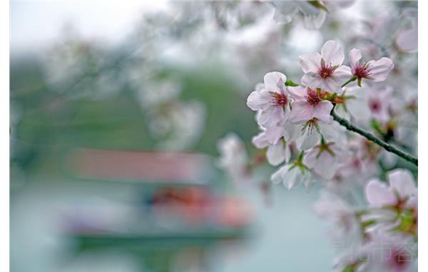 大岛樱1.jpg 大岛樱1.jpg