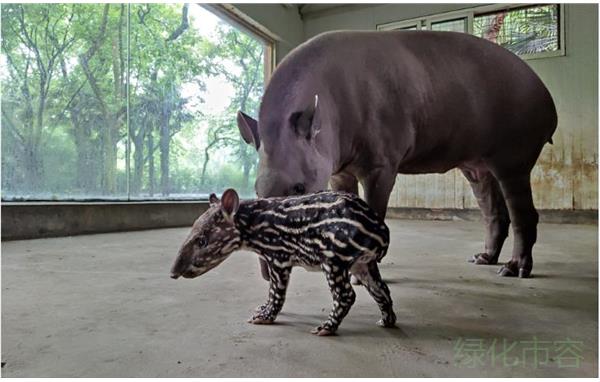 上海动物园新生南美貘宝宝健康成长