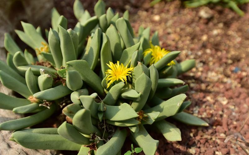 上海植物园推出番杏科植物专题展示活动