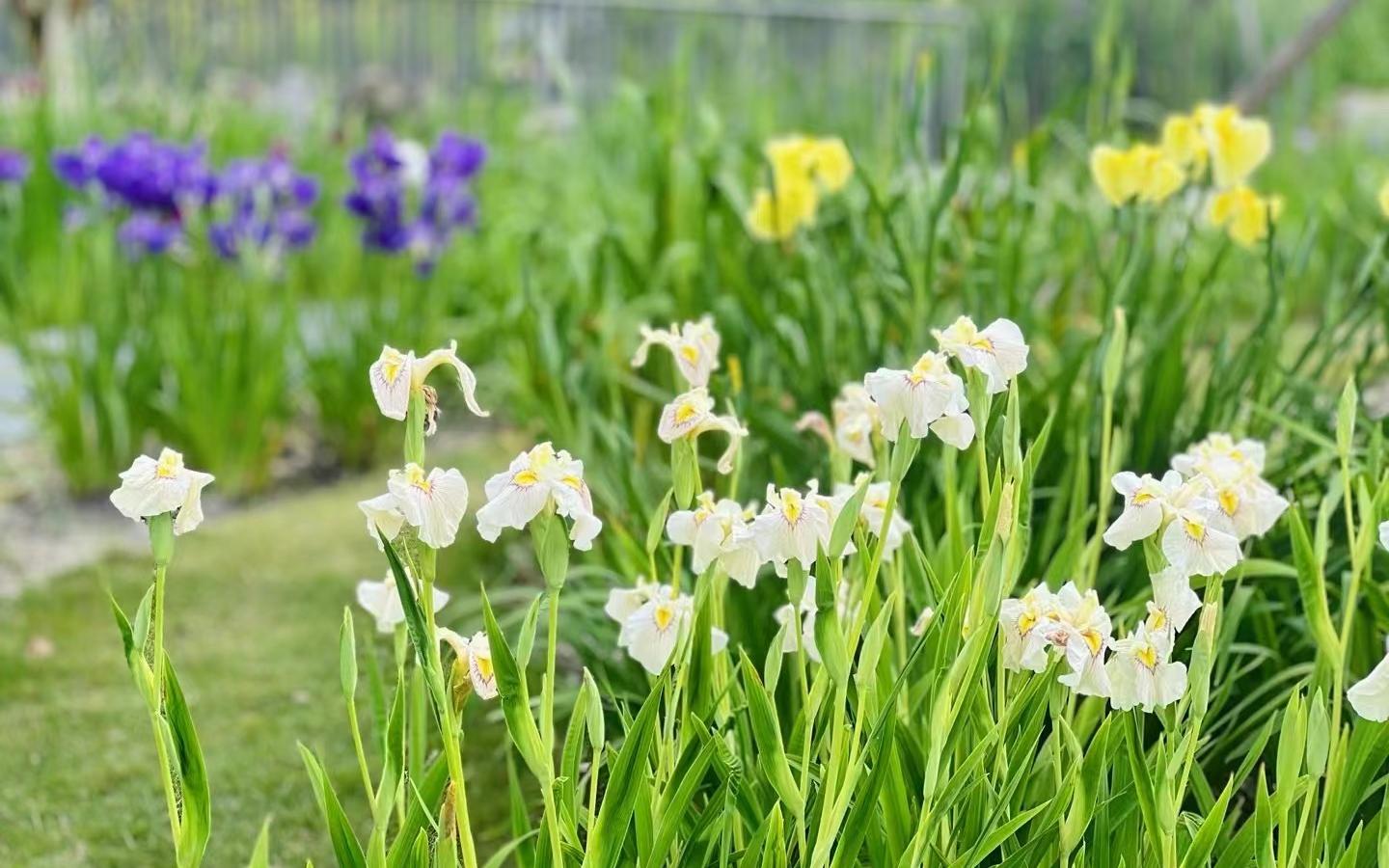 植物园鸢尾园3.jpg