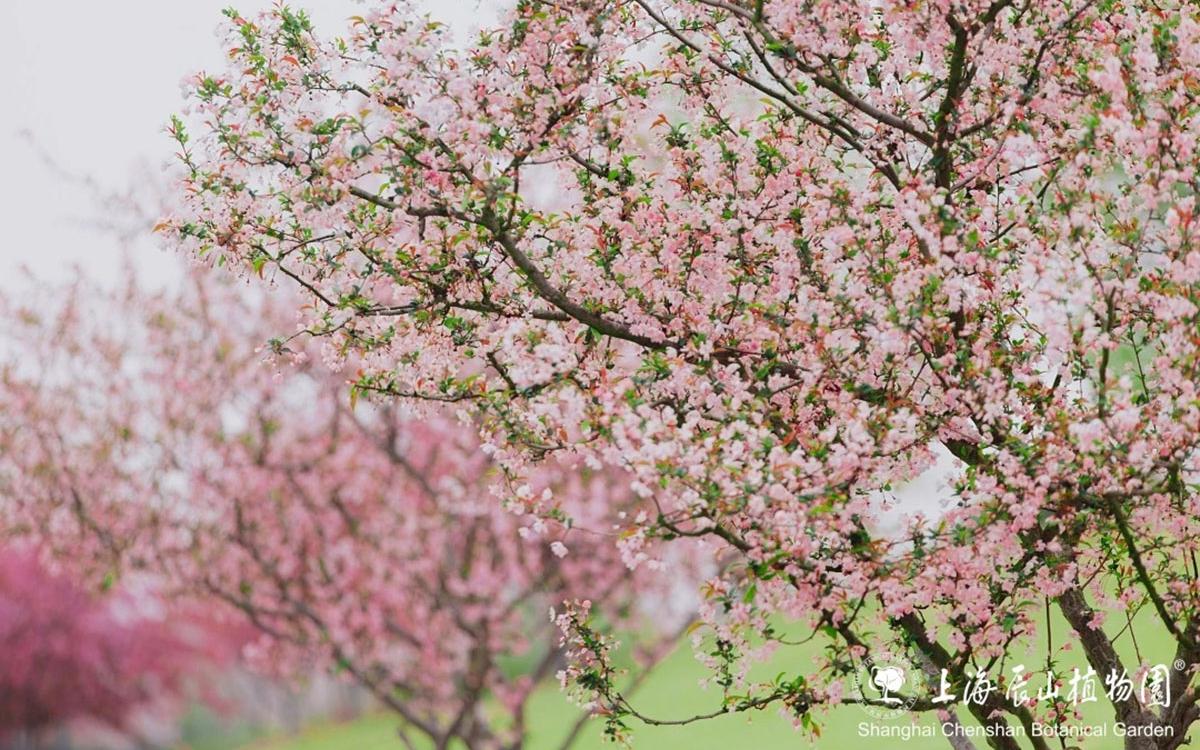 海棠.jpg 海棠.jpg