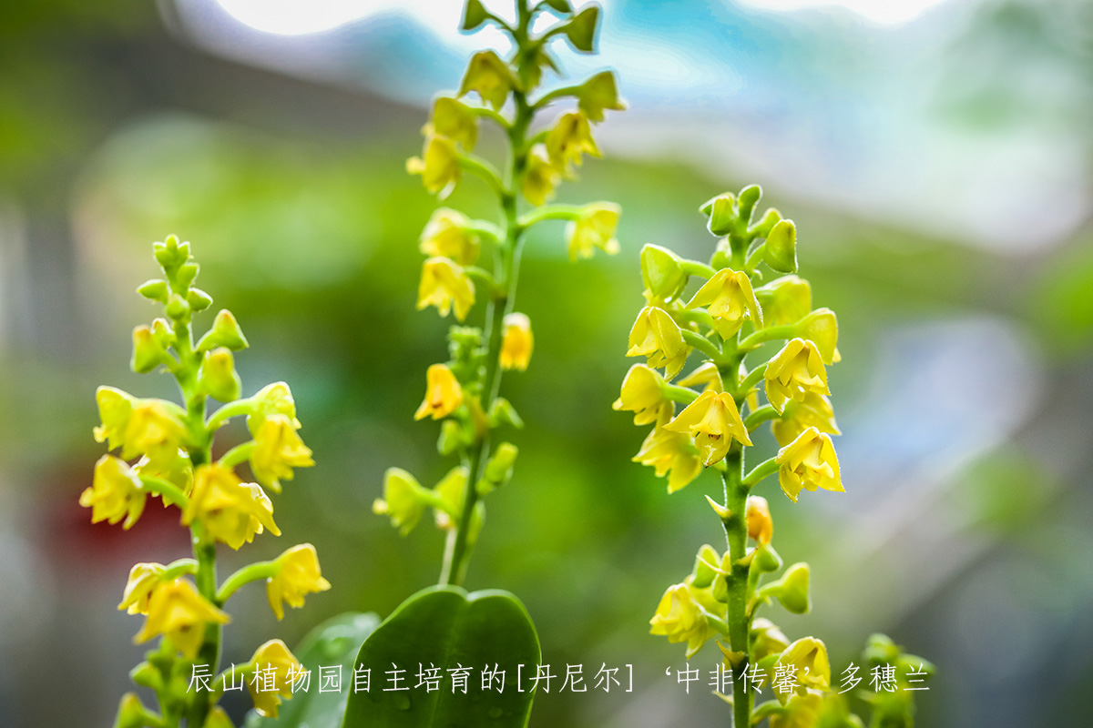 辰山植物园自主培育的[丹尼尔]‘中非传馨’多穗兰Polystachya DANIEL (