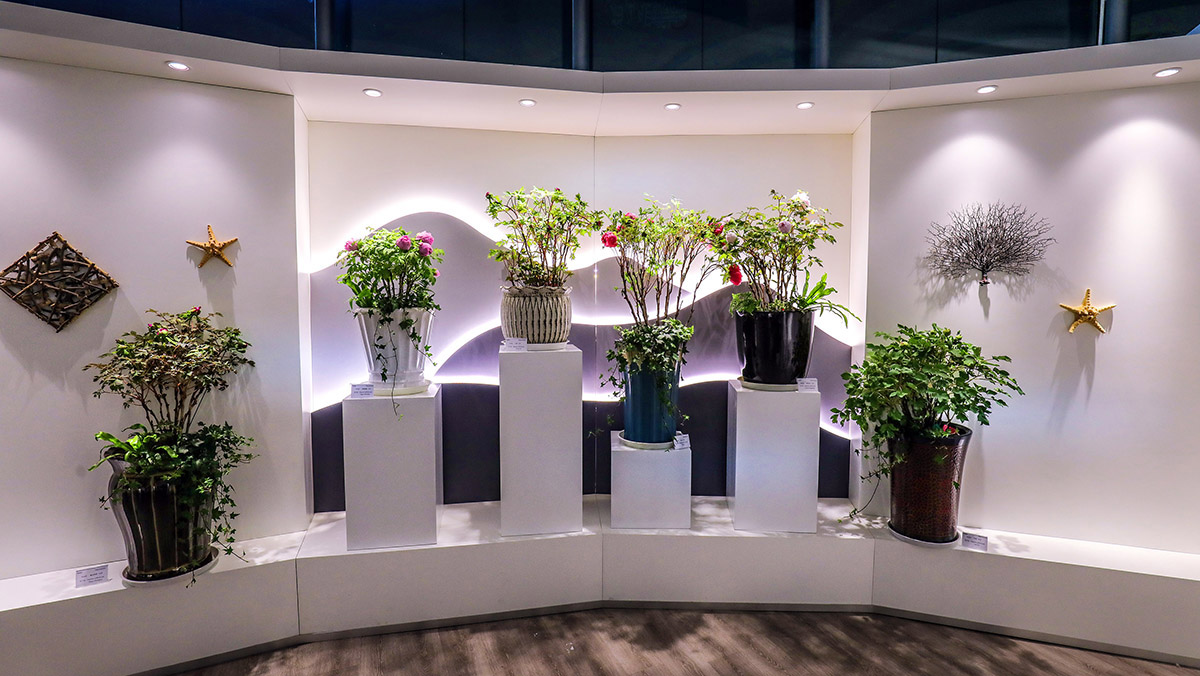 新年留沪,辰山植物园迎春花展66种精品牡丹静候光临