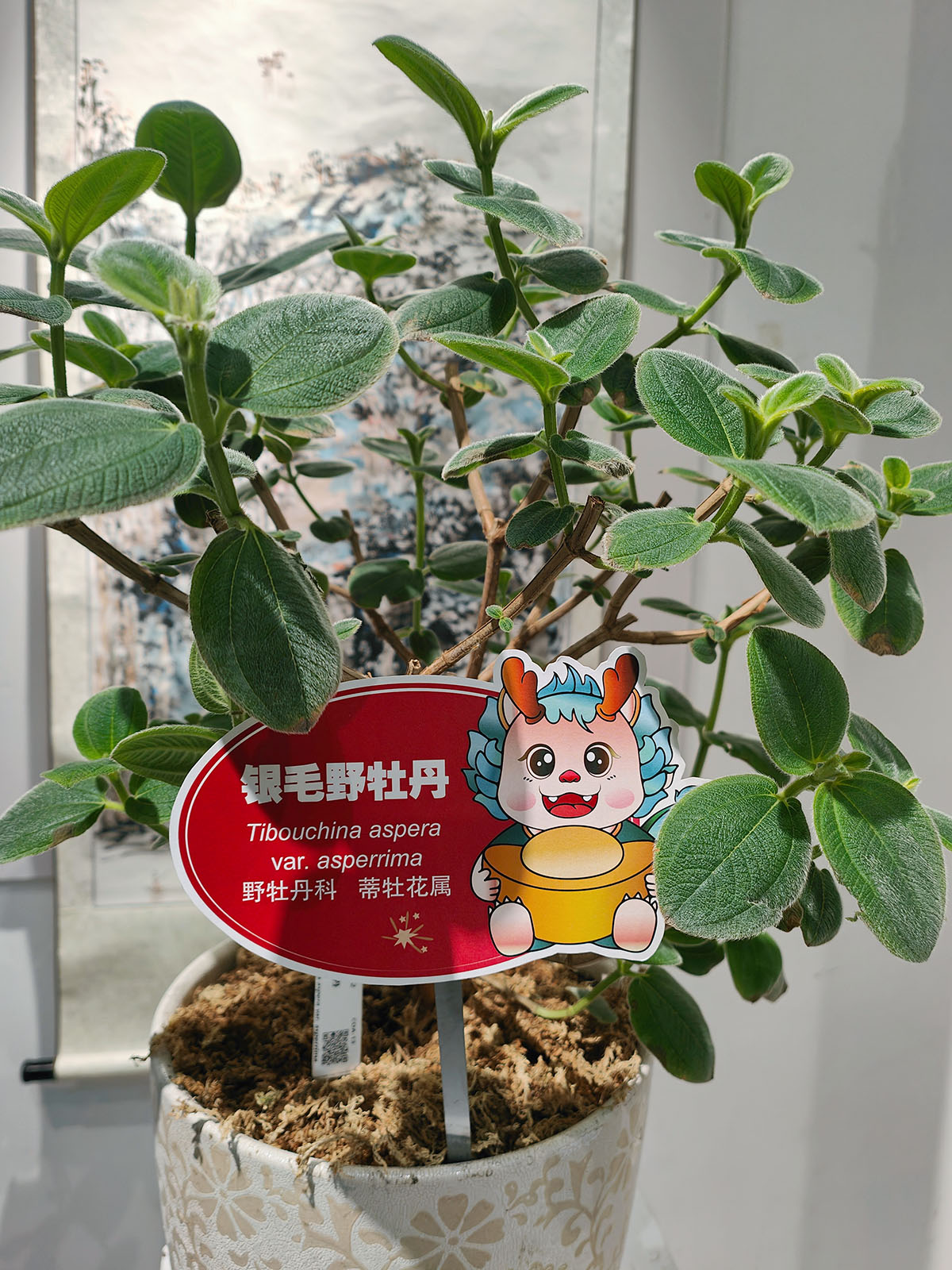 6、银毛野牡丹.jpg
