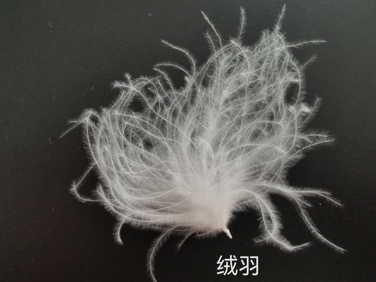 探索一朵绒的奥秘_动物观察_上海市绿化和市容管理局