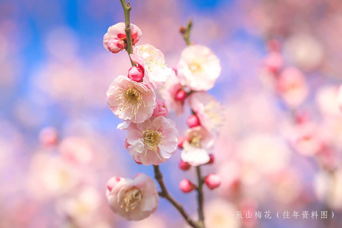 辰山梅花（往年资料图） (3).jpg