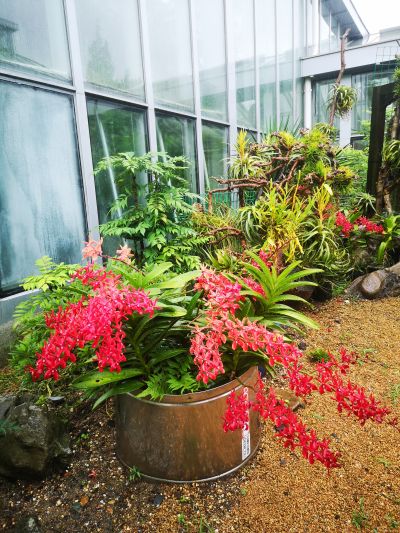 4上海植物园开展火焰兰露天造景示范 (2).jpg