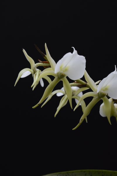 3象牙彗星兰 Angraecum eburneum--兰科彗星兰属 (6).jpg